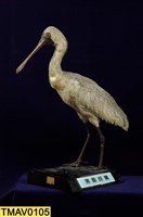 藏品(黑面琵鷺)的圖片